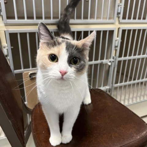 Princess, an adoptable Domestic Short Hair in Conway, NH, 03818 | Photo Image 2