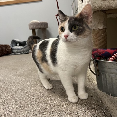 Princess, an adoptable Domestic Short Hair in Conway, NH, 03818 | Photo Image 5