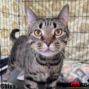 Shiva Domestic Short Hair Cat