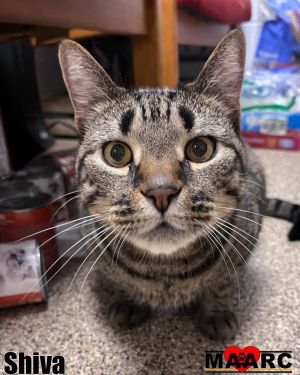 Shiva Has Spent a Whole Year Waiting for a Home Shiva a 10-year-old tabby with a warriors spirit 