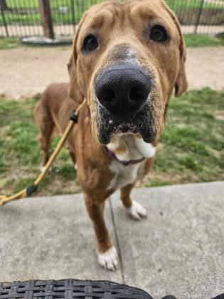 DAWN, an adoptable Bloodhound, Mixed Breed in Houston, TX, 77053 | Photo Image 3