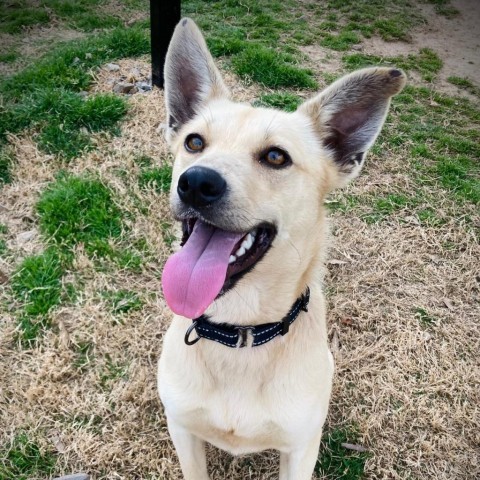 Dog for adoption - Tulip, a Shepherd Mix in Cabot, AR | Petfinder