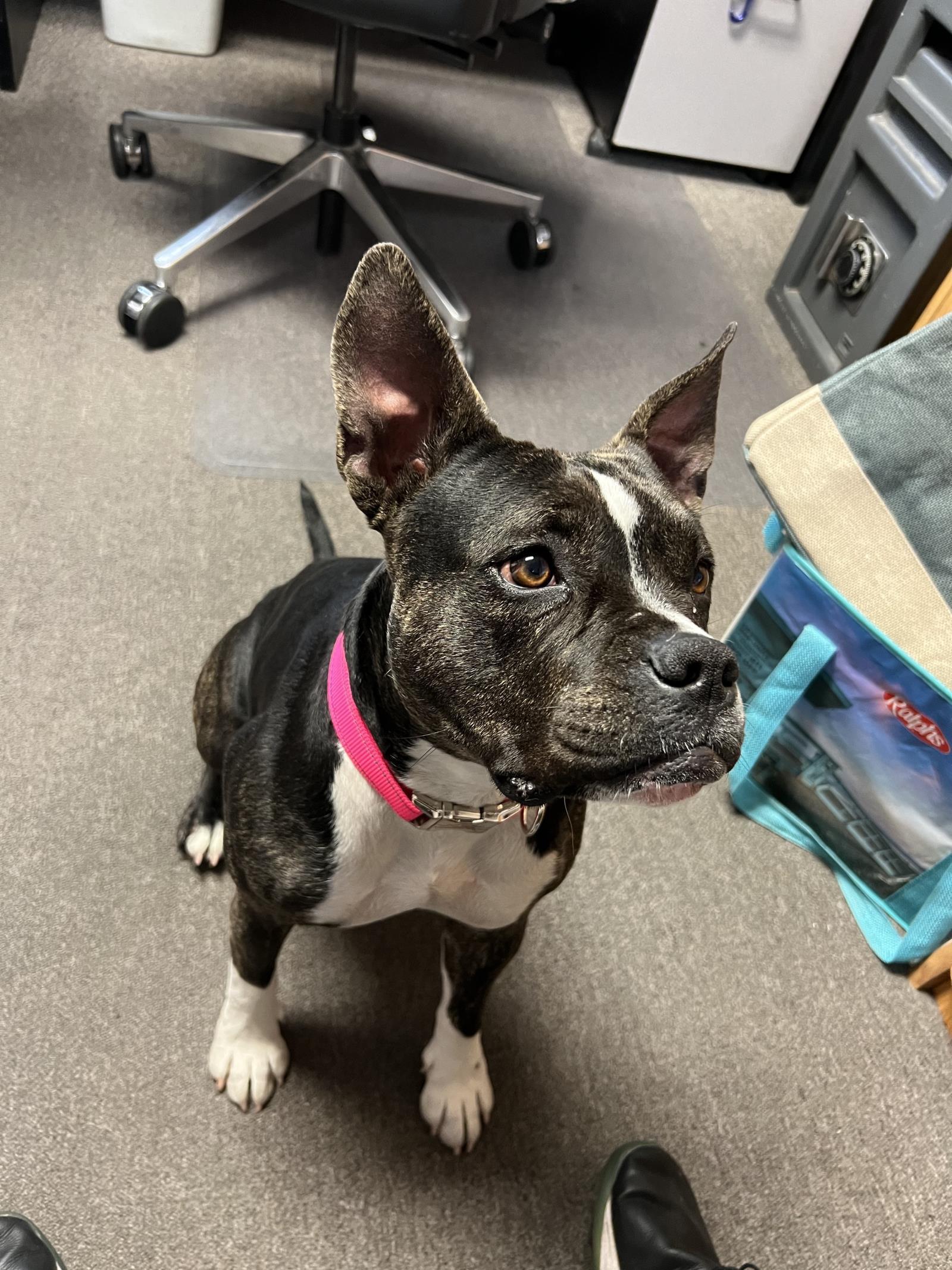 Doby, an adoptable Pit Bull Terrier in Incline Village, NV, 89450 | Photo Image 1