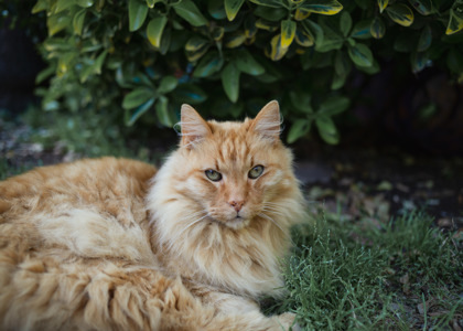 Spanky, an adoptable Domestic Medium Hair, Domestic Short Hair in El Dorado Hills, CA, 95762 | Photo Image 2