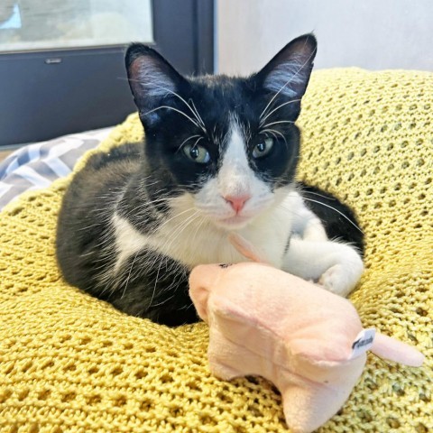 Ruth, an adoptable Domestic Short Hair in Hailey, ID, 83333 | Photo Image 2