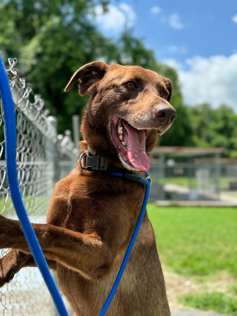 Luca, an adoptable Labrador Retriever, Mixed Breed in Russellville, KY, 42276 | Photo Image 1