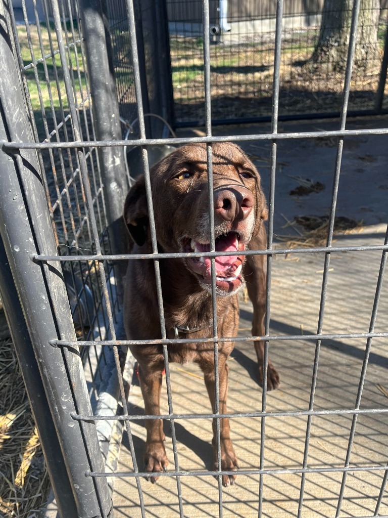 Luca, an adoptable Labrador Retriever, Mixed Breed in Russellville, KY, 42276 | Photo Image 2
