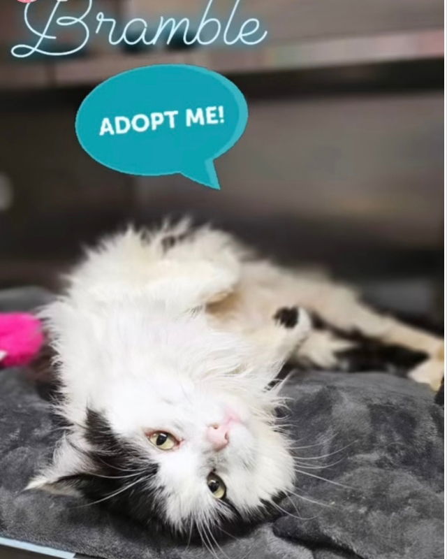 Bramble, an adoptable Domestic Medium Hair in Winston Salem, NC, 27104 | Photo Image 1