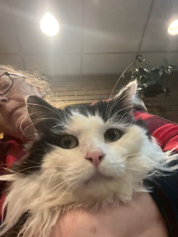 Bramble, an adoptable Domestic Medium Hair in Winston Salem, NC, 27104 | Photo Image 2