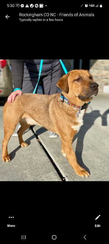 Little "Buddy" Brown Dog