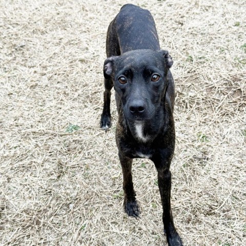Pari, an adoptable Terrier, Whippet in Mount Juliet, TN, 37122 | Photo Image 1