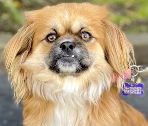 Petfinder tibetan hot sale spaniel