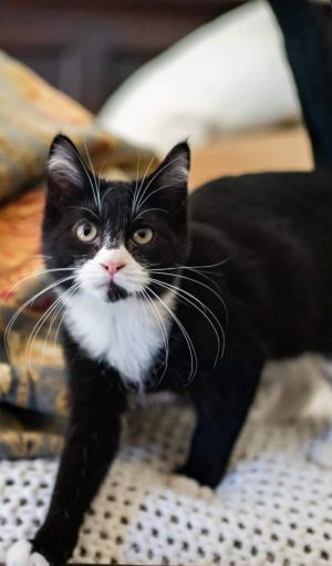 BANEZA is a beautiful tuxedo girl with the perfect patch of white and the cutest white paws and the 