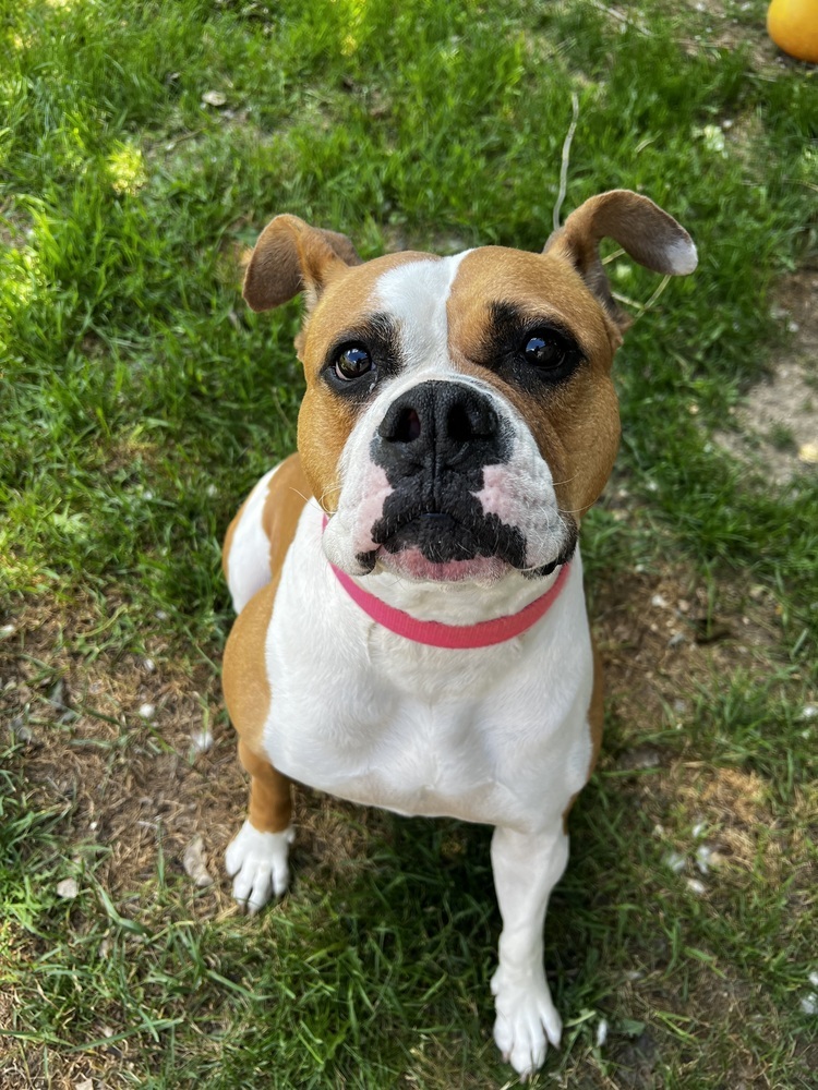 Anna, an adoptable American Bulldog in Bemidji, MN, 56601 | Photo Image 1