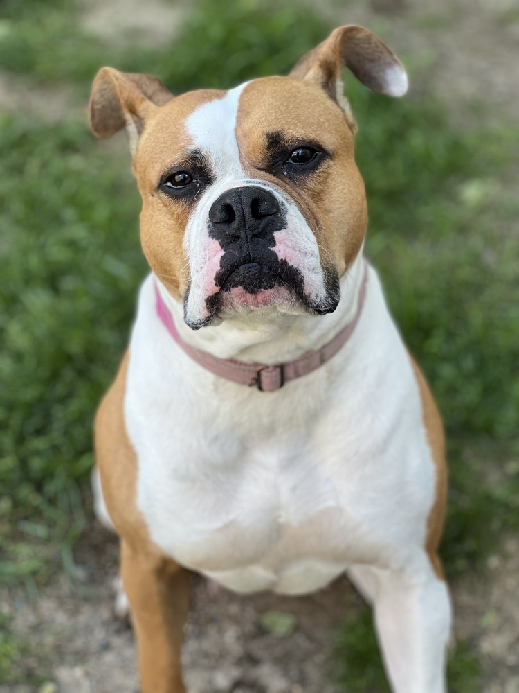 Anna, an adoptable American Bulldog in Bemidji, MN, 56601 | Photo Image 2