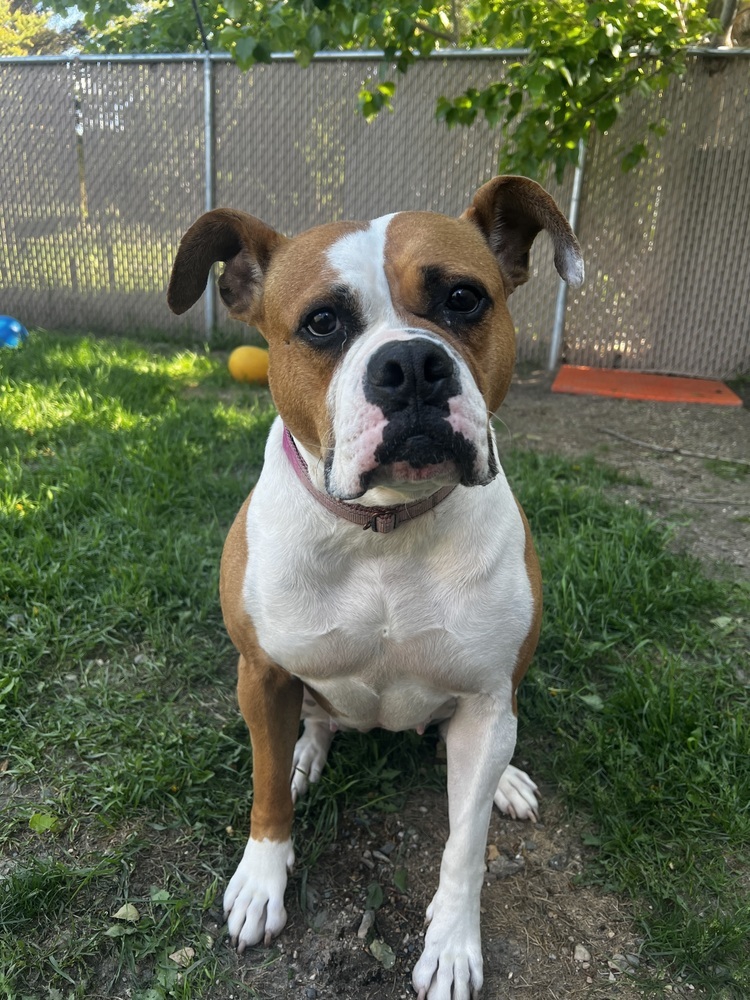 Anna, an adoptable American Bulldog in Bemidji, MN, 56601 | Photo Image 4