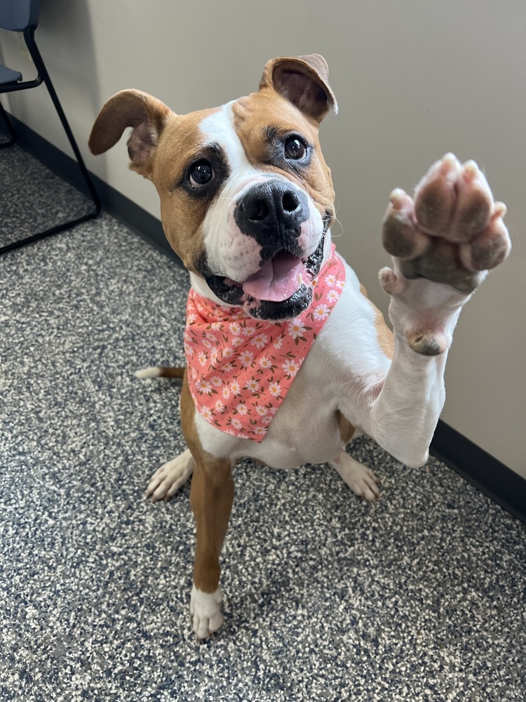 Anna, an adoptable American Bulldog in Bemidji, MN, 56601 | Photo Image 5