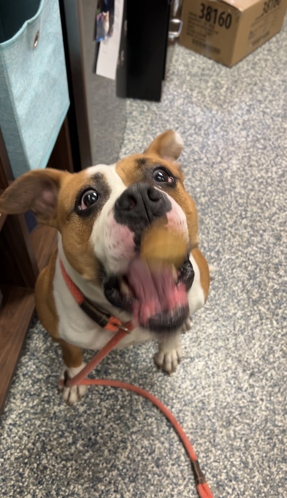 Anna, an adoptable American Bulldog in Bemidji, MN, 56601 | Photo Image 6