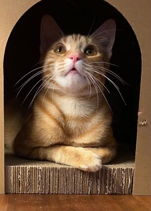Hi My name is Mango Im a 16 month-old very pretty orange tabby girl with amber eyes who loves to