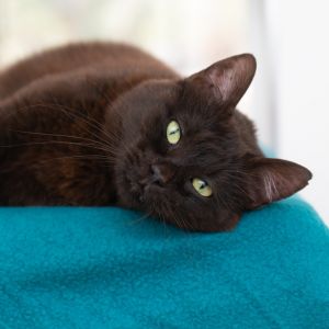Poly, Adult Female Domestic Short Hair