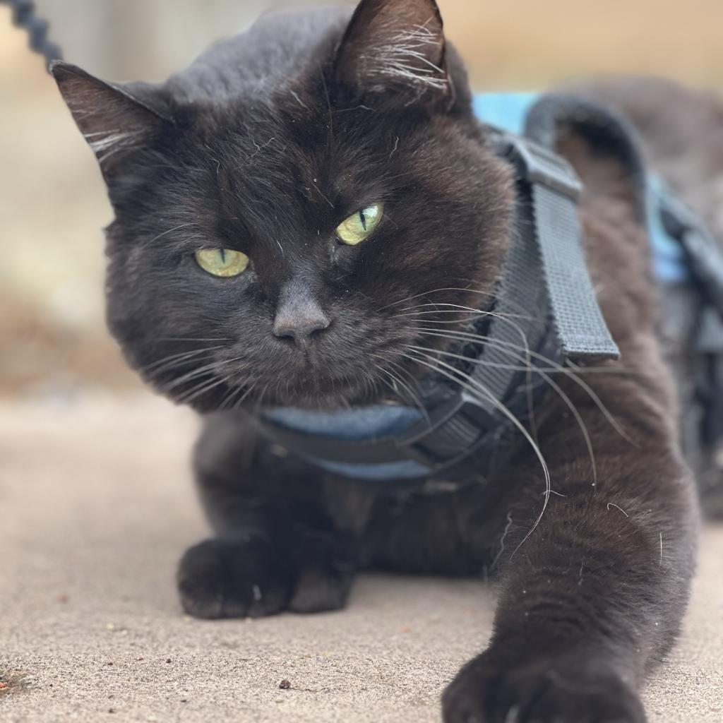 Poly, an adoptable Domestic Short Hair in Kanab, UT, 84741 | Photo Image 2