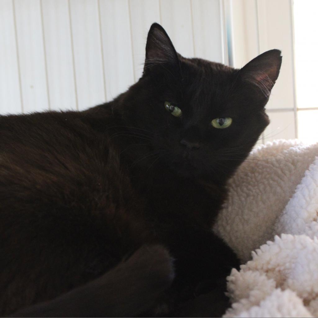 Poly, an adoptable Domestic Short Hair in Kanab, UT, 84741 | Photo Image 3