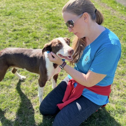 Australian shepherd german shorthaired best sale pointer mix