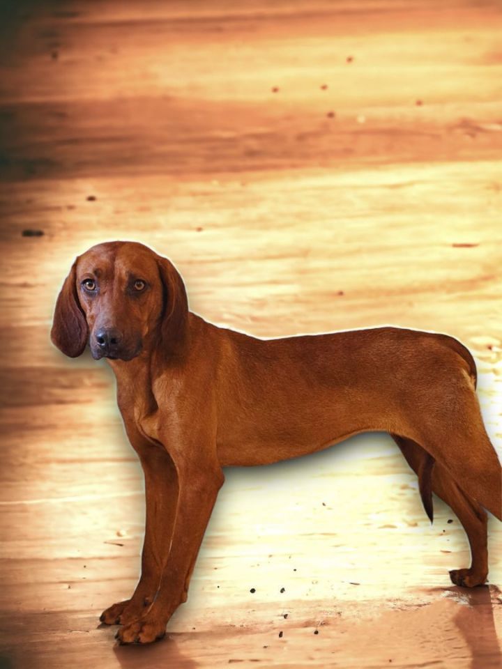 Baby redbone hot sale coonhound