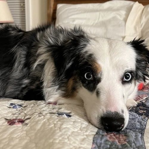 Petfinder best sale australian shepherd