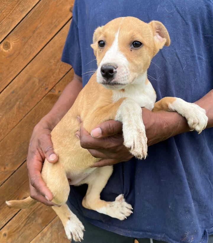 Jack russell terrier hot sale labrador retriever mix