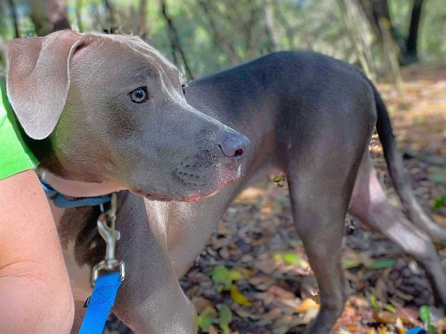 Weimaraner of hot sale blue princess