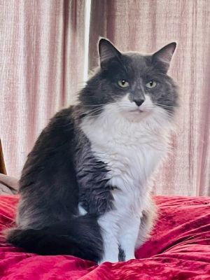 Grayson is a fluffy affectionate cat who loves attention from his person