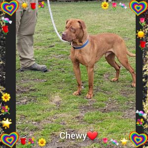 Chewy petfinder clearance