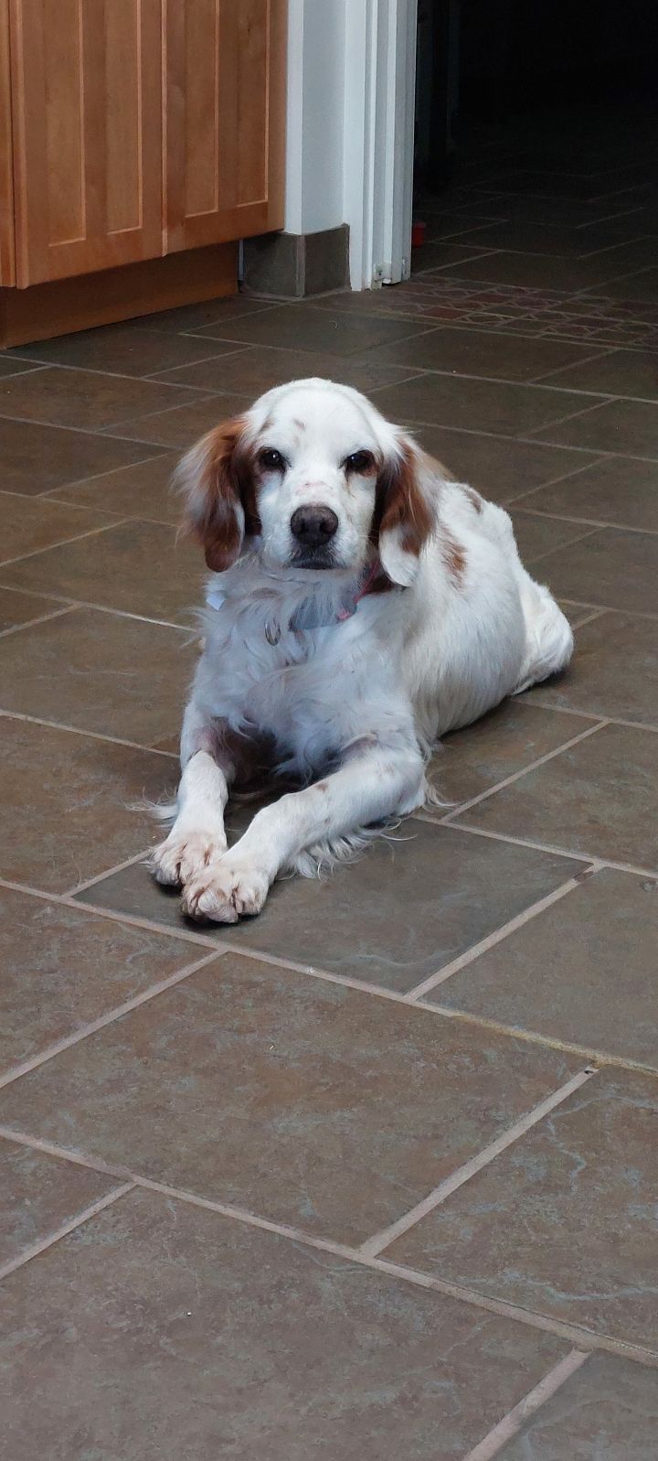 Petfinder 2024 english setter