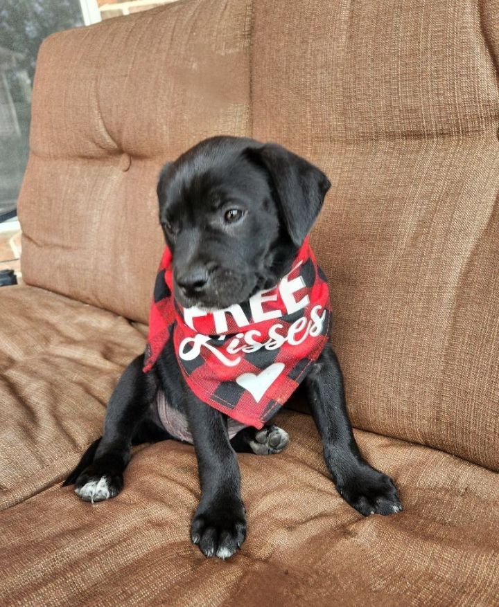 Dog for adoption - Cupid Valentine, a Labrador Retriever & American ...