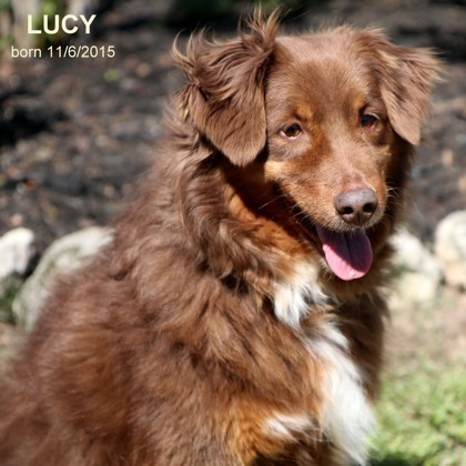 Lucy 1
