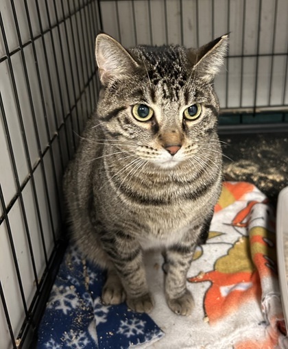 Anderson animal shelter store cats