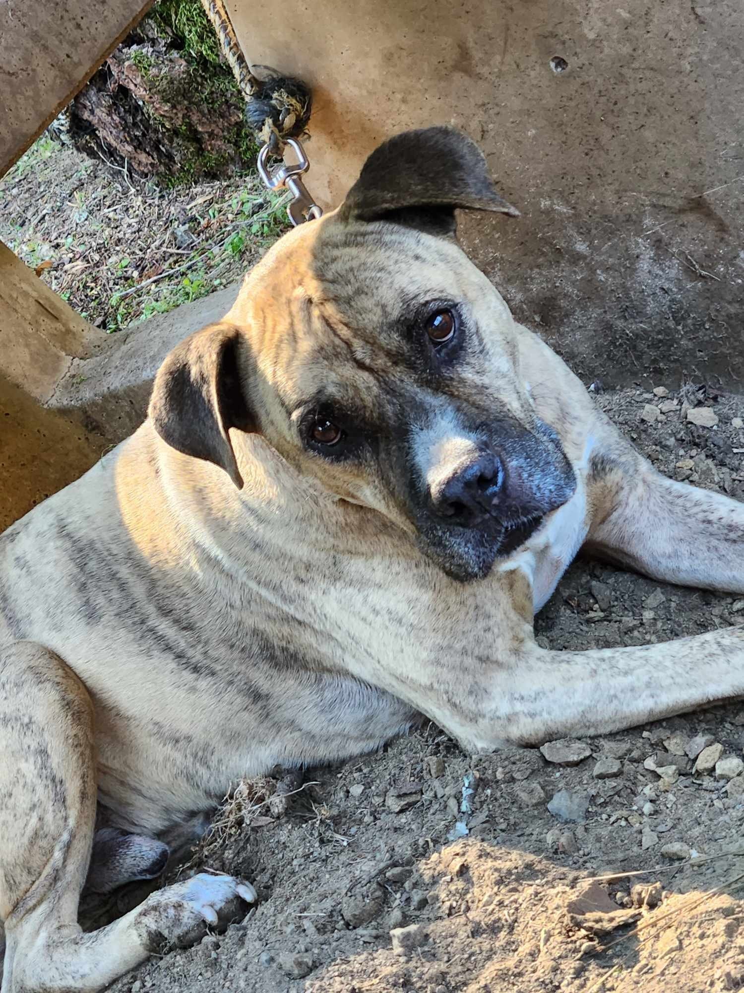 Rocky, an adoptable Pit Bull Terrier, Mastiff in Redding, CA, 96099 | Photo Image 1