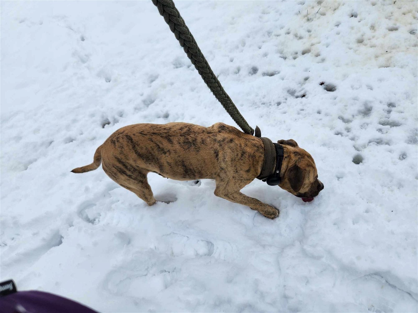 Rocky, an adoptable Pit Bull Terrier, Mastiff in Redding, CA, 96099 | Photo Image 2