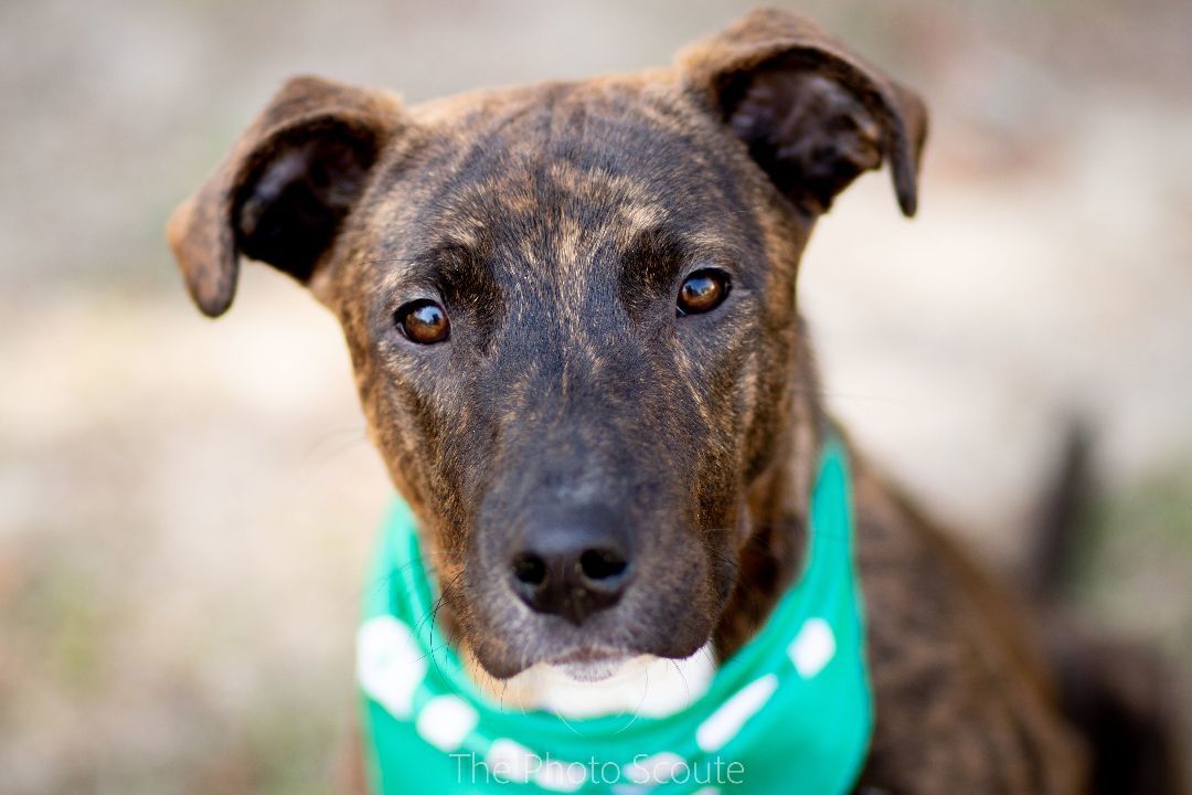 Dog for adoption - TIGRITO - Little Tiger , a Mountain Cur Mix in ...