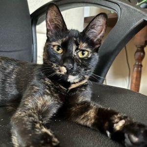 Courtesy post for local rescuer Meet Dahlia a five month ADORABLE lap kitten that loves affection
