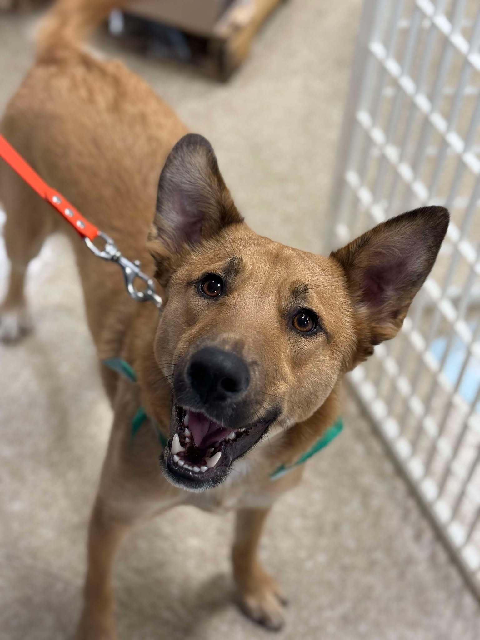 NAAN, an adoptable Collie, Shepherd in Pomfret Center, CT, 06259 | Photo Image 1