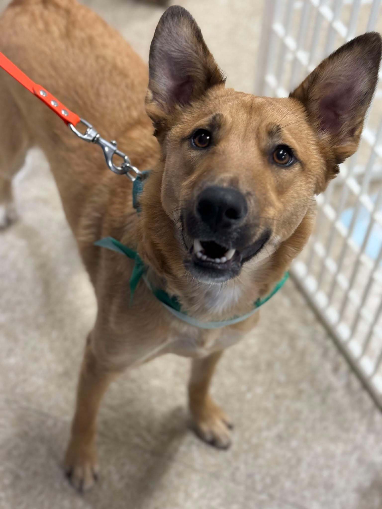 NAAN, an adoptable Collie, Shepherd in Pomfret Center, CT, 06259 | Photo Image 2