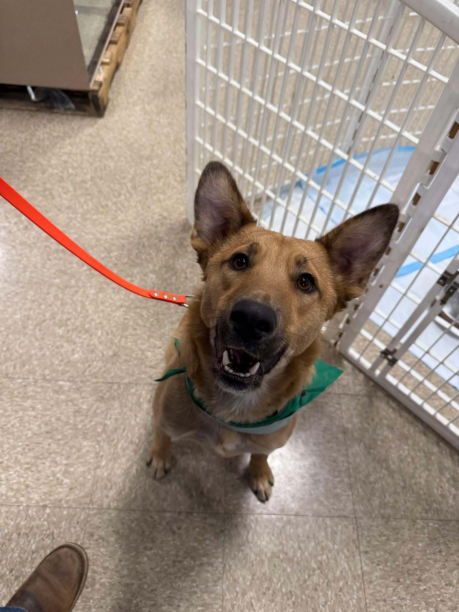 NAAN, an adoptable Collie, Shepherd in Pomfret Center, CT, 06259 | Photo Image 3