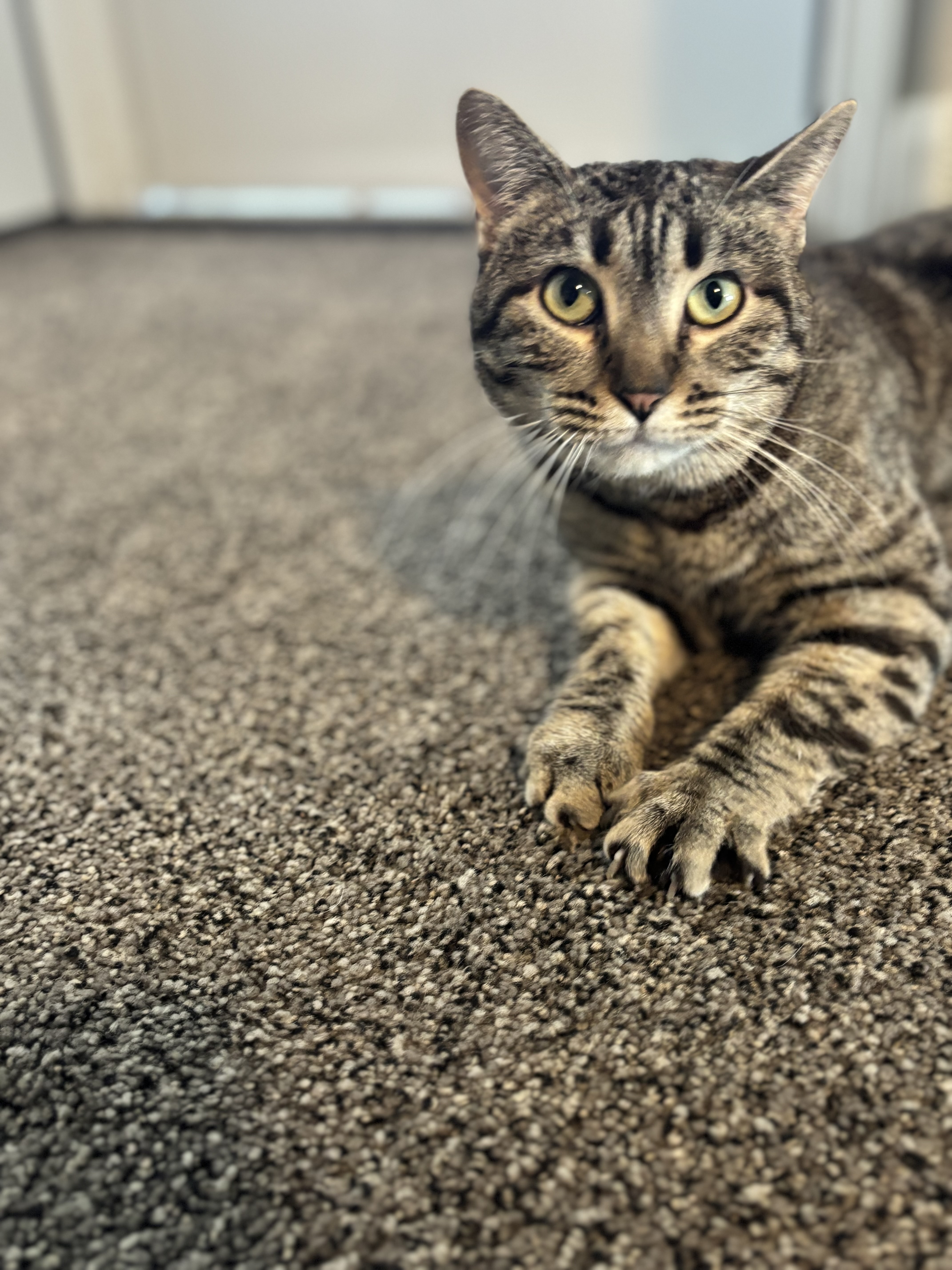 Harper, an adoptable American Shorthair in North Ogden, UT, 84414 | Photo Image 1