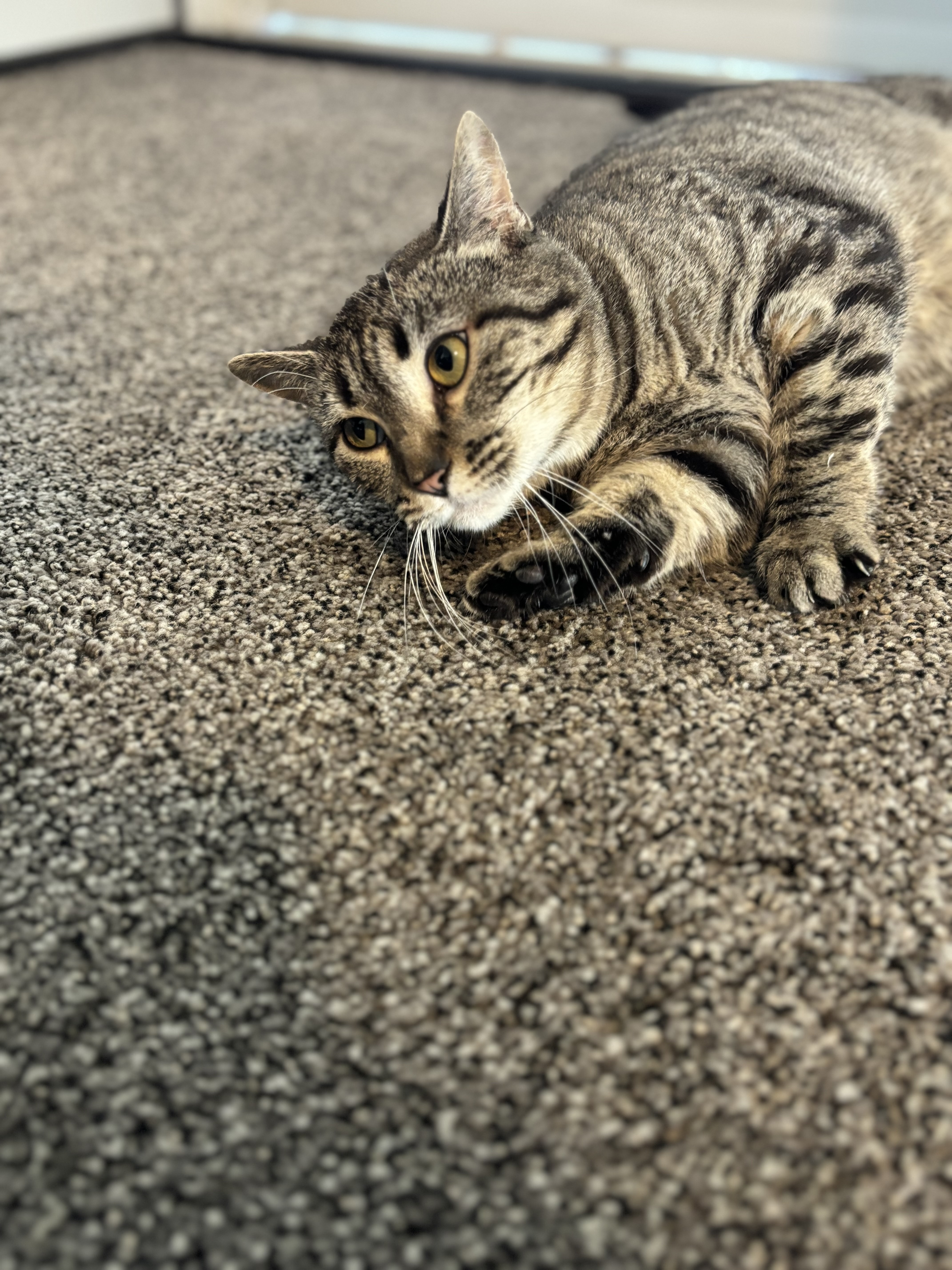 Harper, an adoptable American Shorthair in North Ogden, UT, 84414 | Photo Image 3