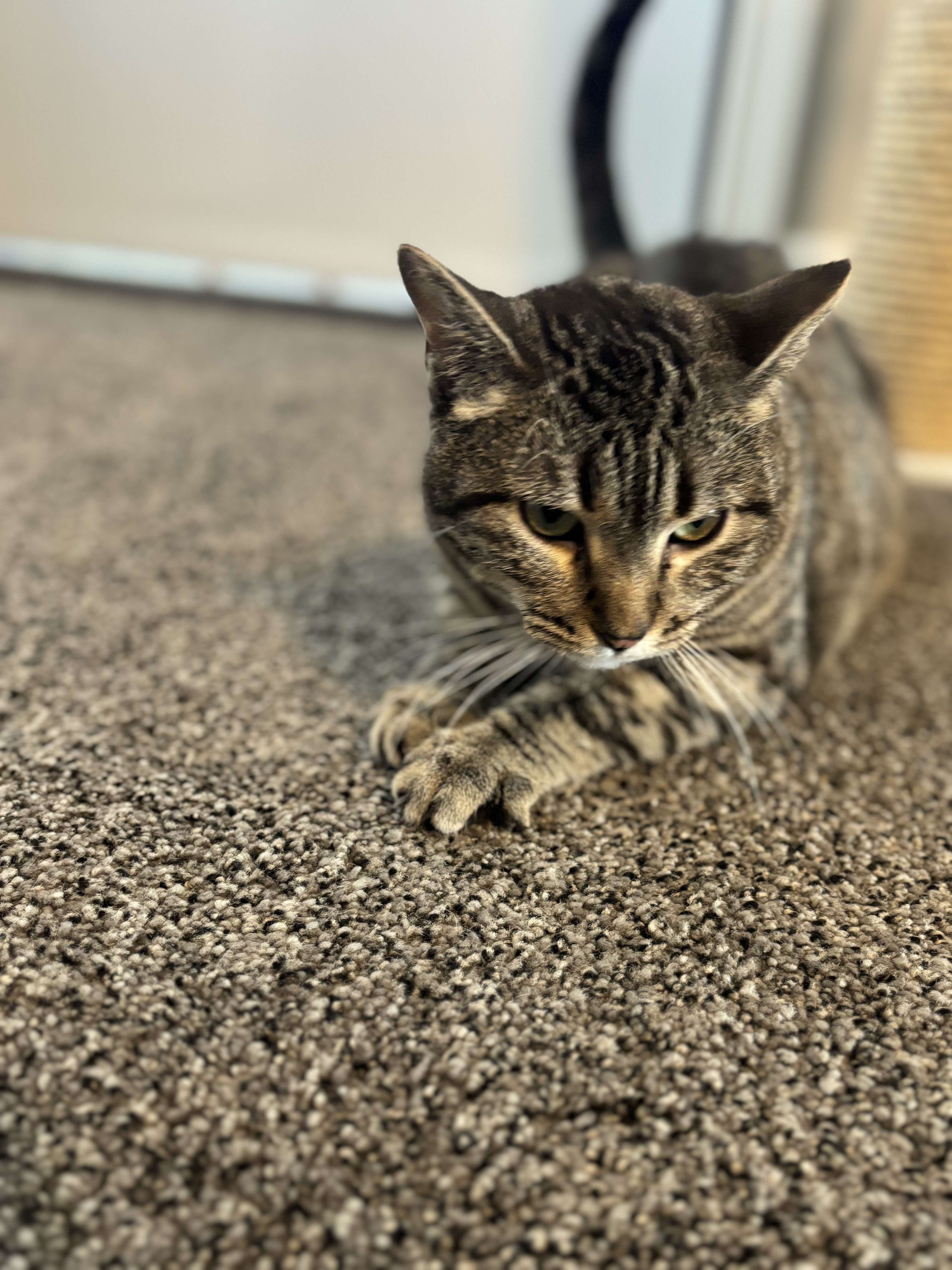 Harper, an adoptable American Shorthair in North Ogden, UT, 84414 | Photo Image 4