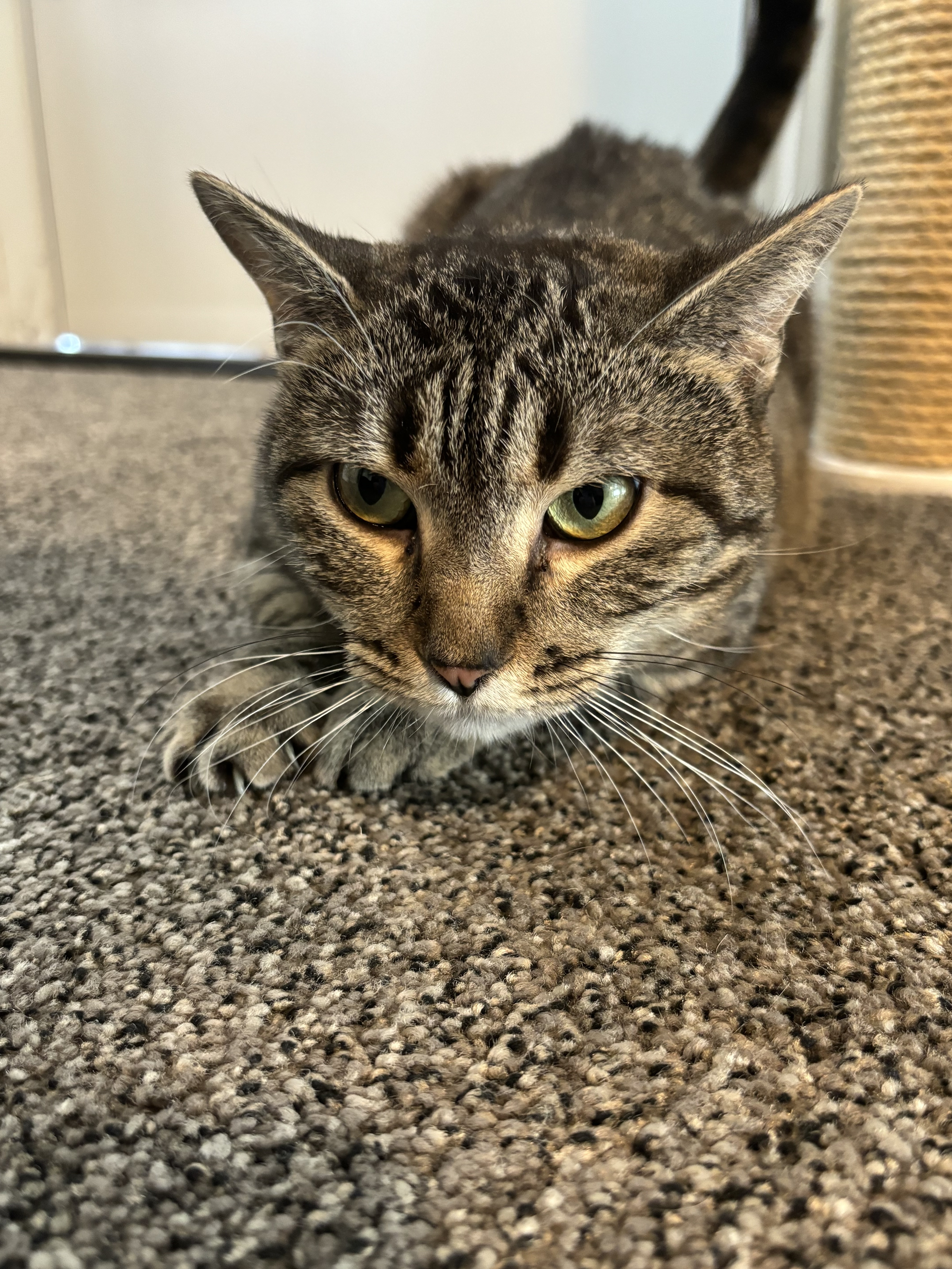 Harper, an adoptable American Shorthair in North Ogden, UT, 84414 | Photo Image 5