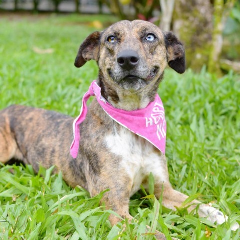 Mia, an adoptable Mixed Breed in Kailua Kona, HI, 96740 | Photo Image 1