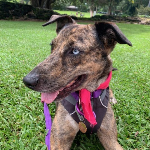 Mia, an adoptable Mixed Breed in Kailua Kona, HI, 96740 | Photo Image 2